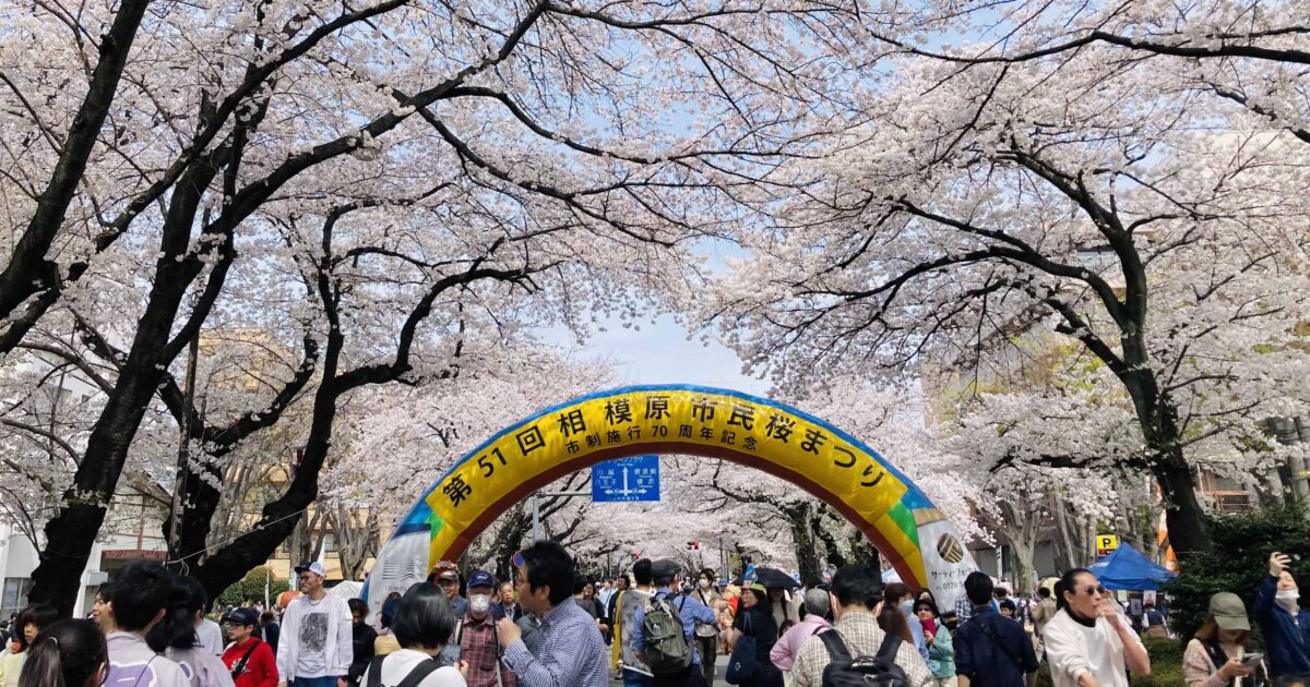 53万人が来場した市制施行70周年記念「第51回相模原市民桜まつり」 | I'M HOME SAGAMIHARA（アイムホーム相模原）  ｜相模原のライフスタイルマガジン by美都住販