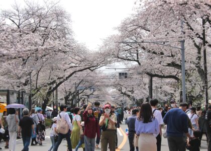 満開の桜