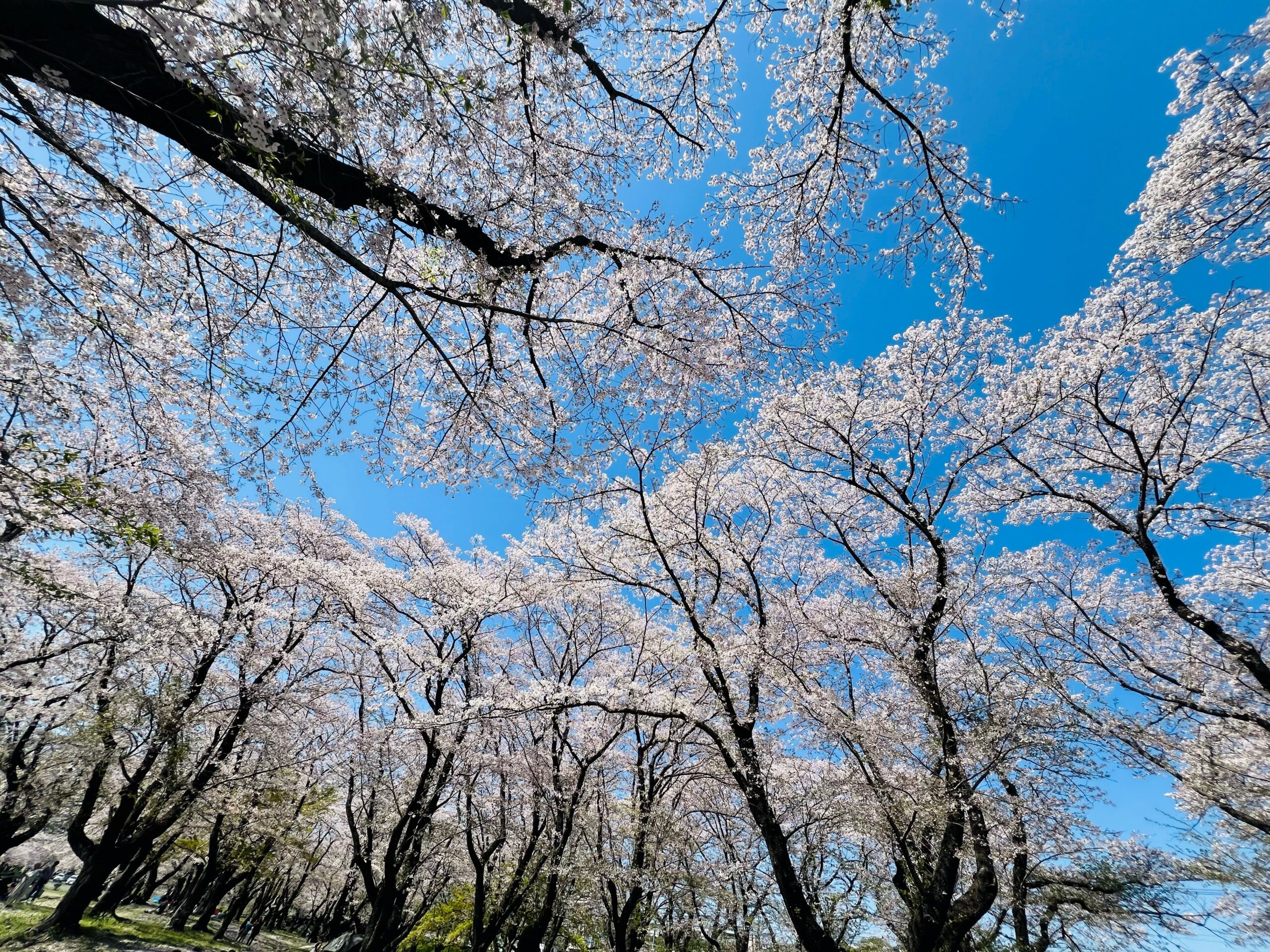 工場の経過と桜