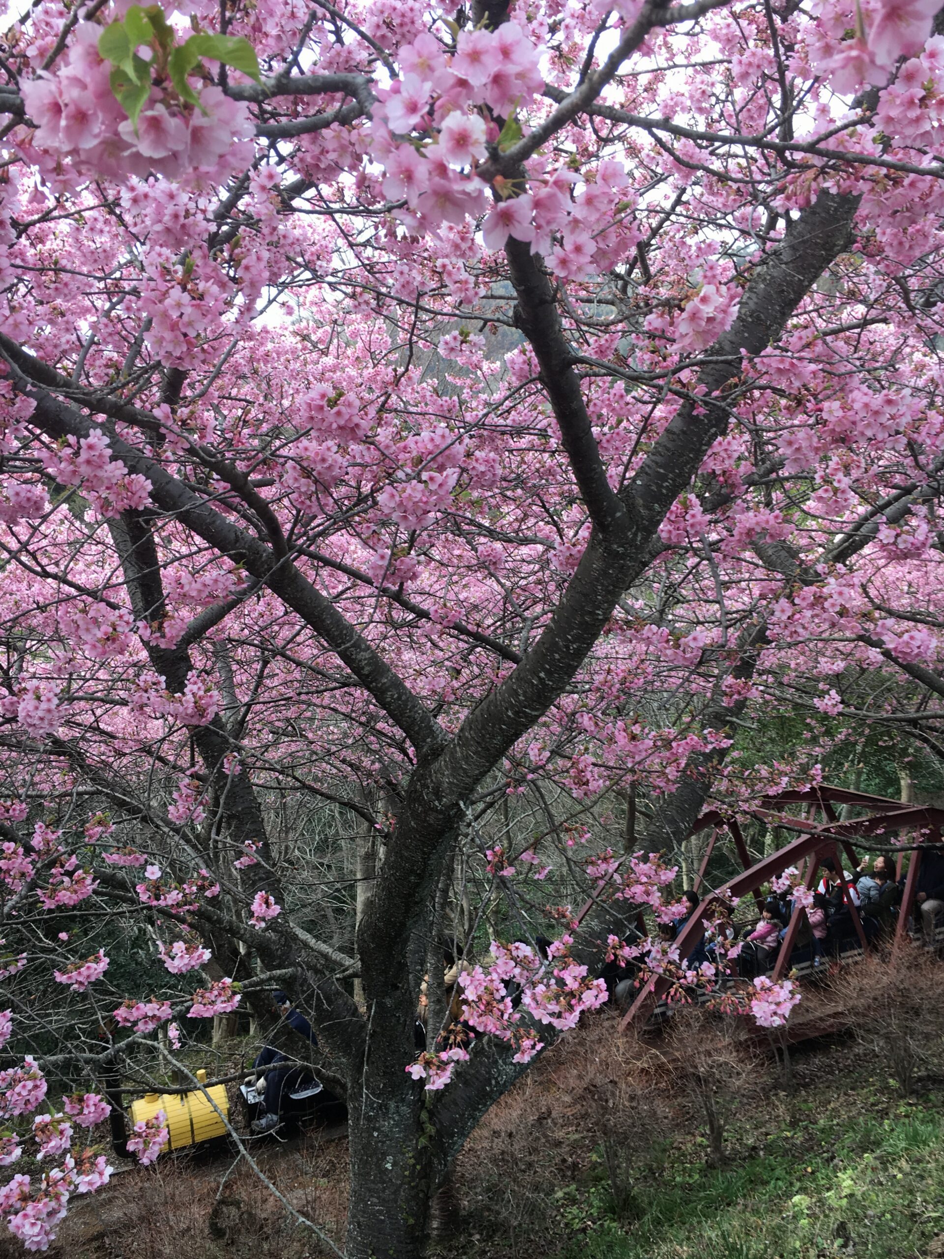 お花見