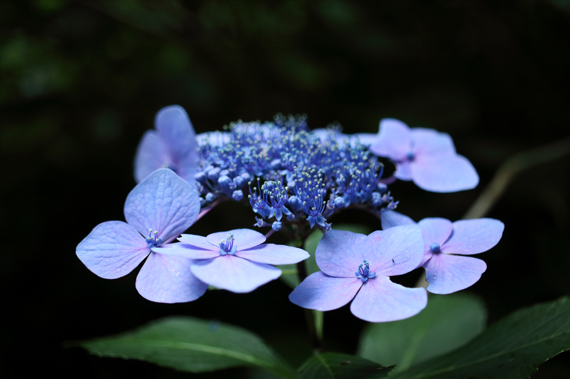 紫陽花の季節もカラっと快適♪