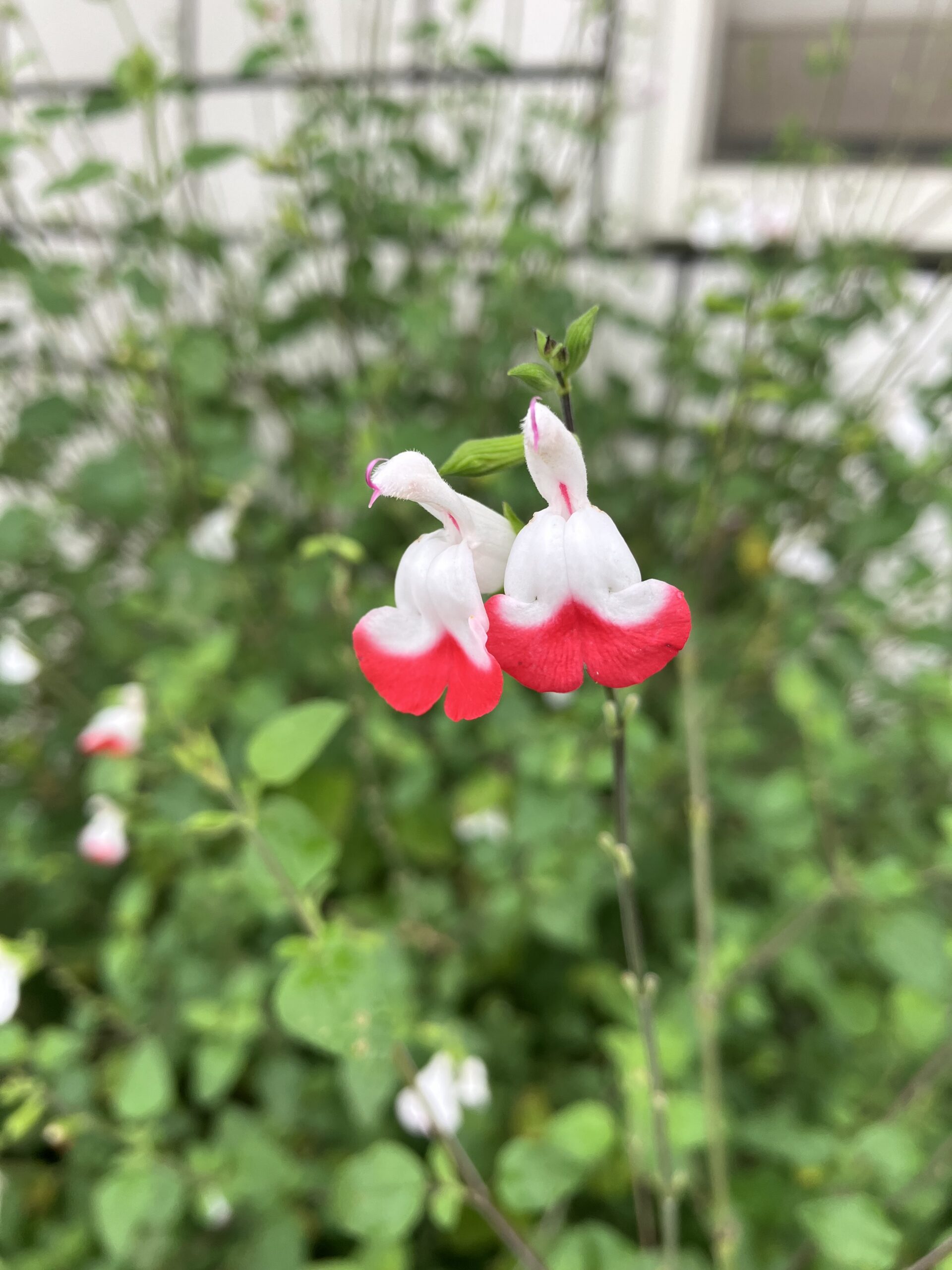 緑支店の花壇