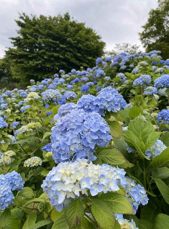 梅雨の花・夏の花