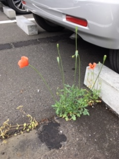 綺麗に咲いてます♪